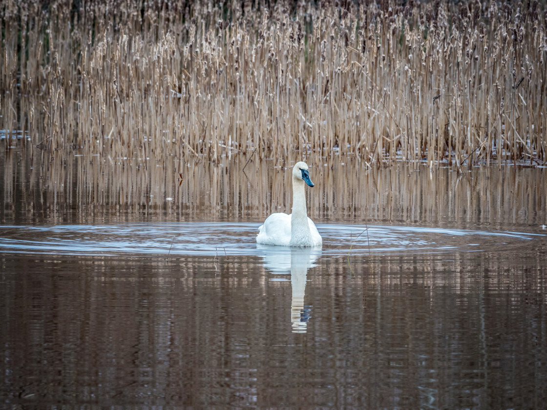 "Trumpeter Swan" stock image