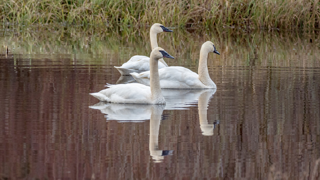 "Trumpeter Swans" stock image