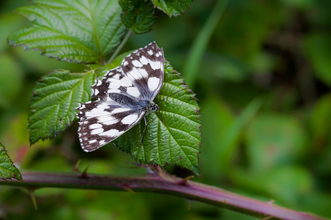 "Marbled White Butterfly" by Gordon England - $12.14 "Marbled White Butterfly" stock image