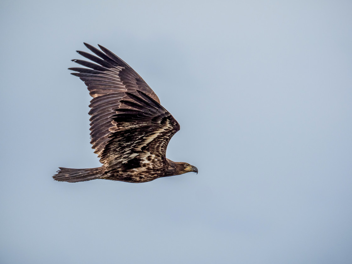 "Eagle in Flight" stock image