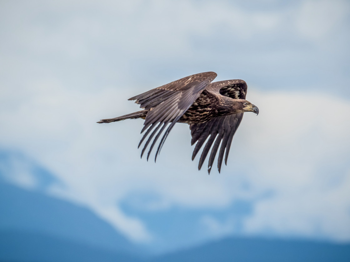 "Eagle in Flight" stock image