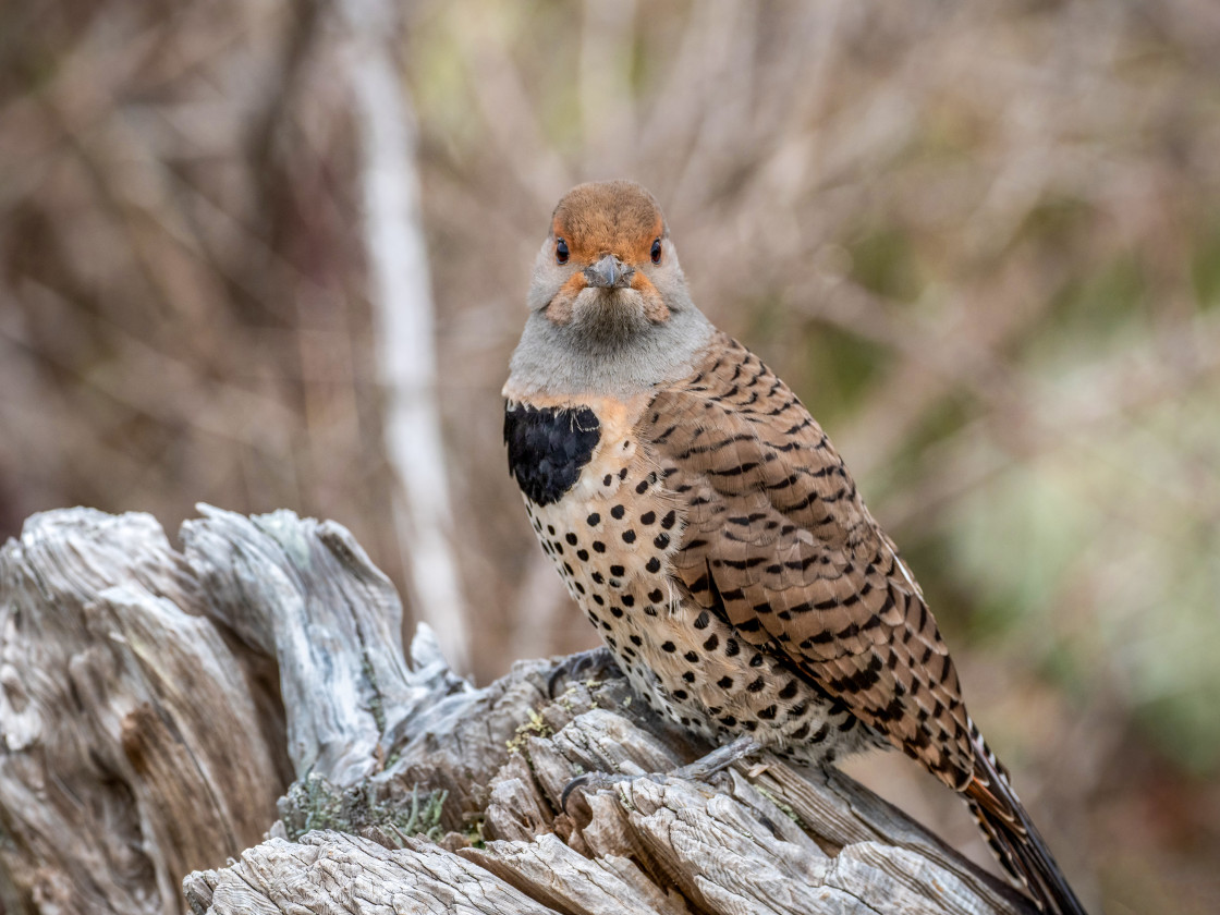 "Northern Flicker" stock image