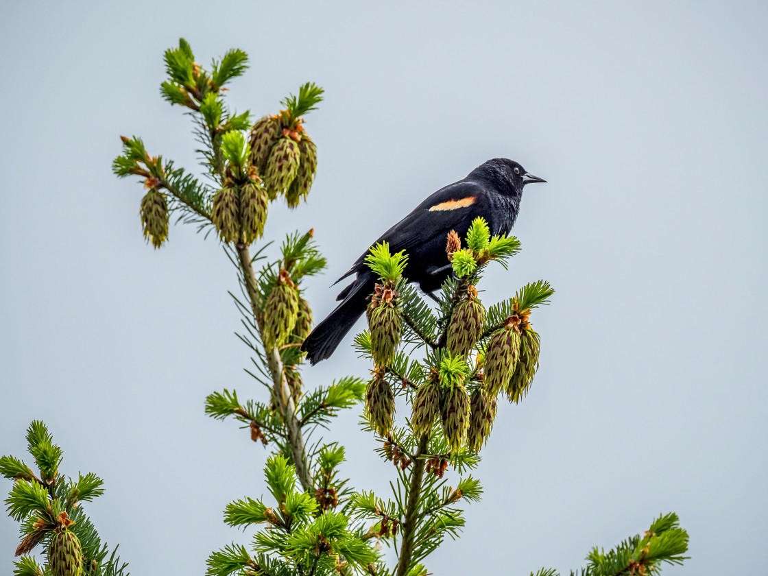 "Red-winged Blackbird" stock image