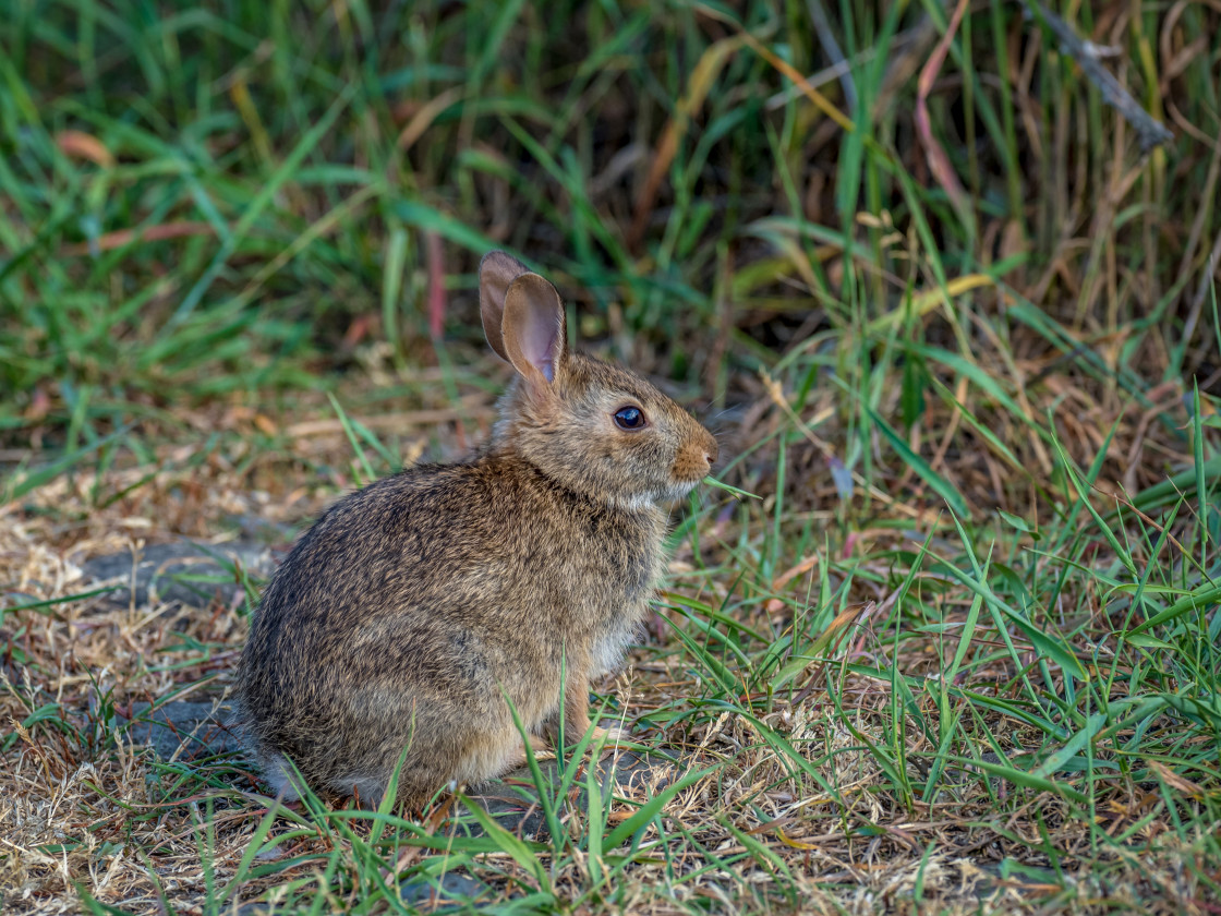 "Rabbit" stock image