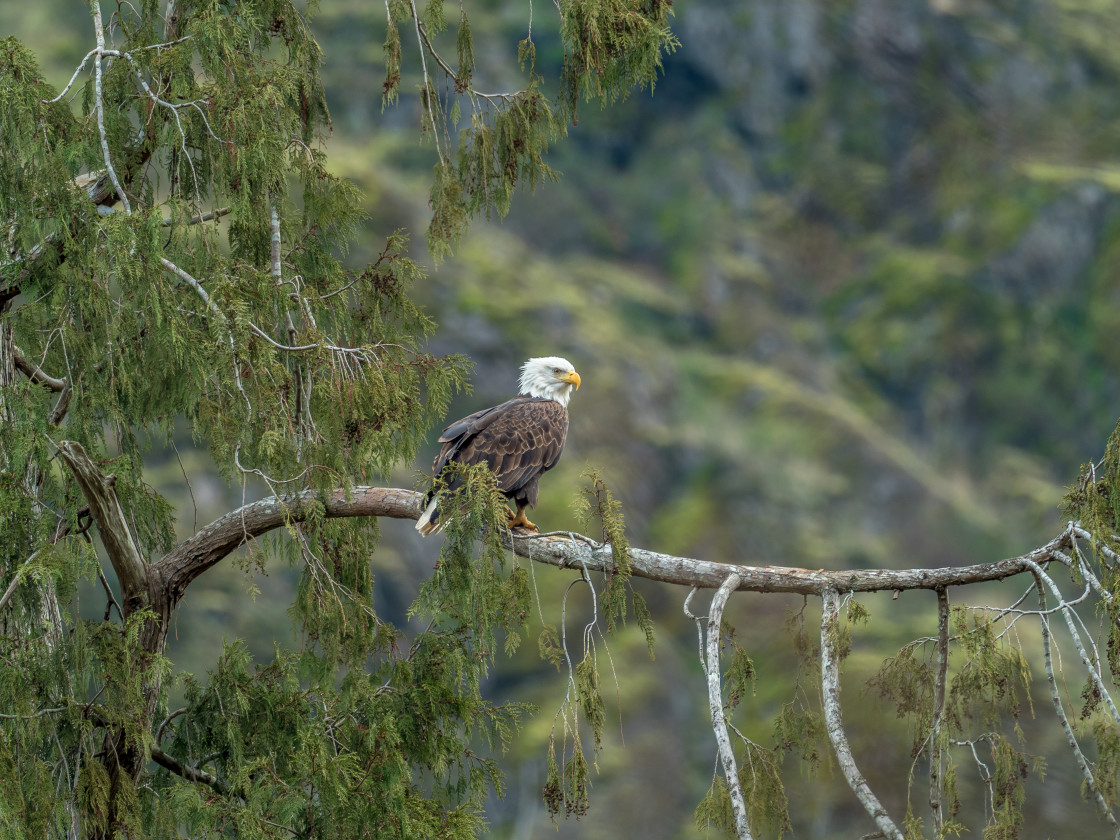 "Bald Eagle" stock image