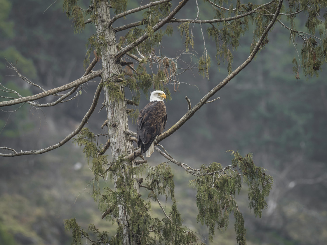 "Bald Eagle" stock image