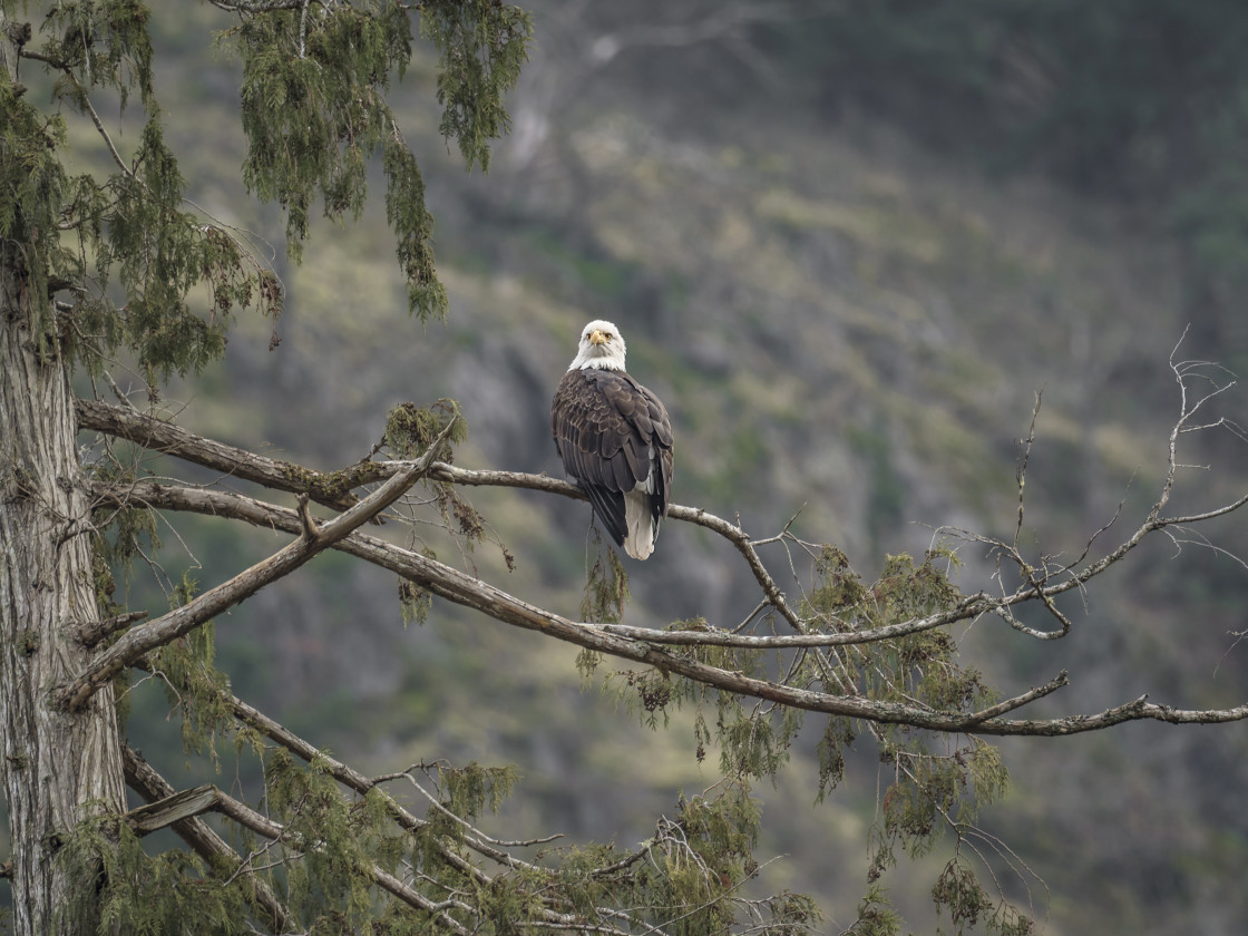 "Bald Eagle" stock image