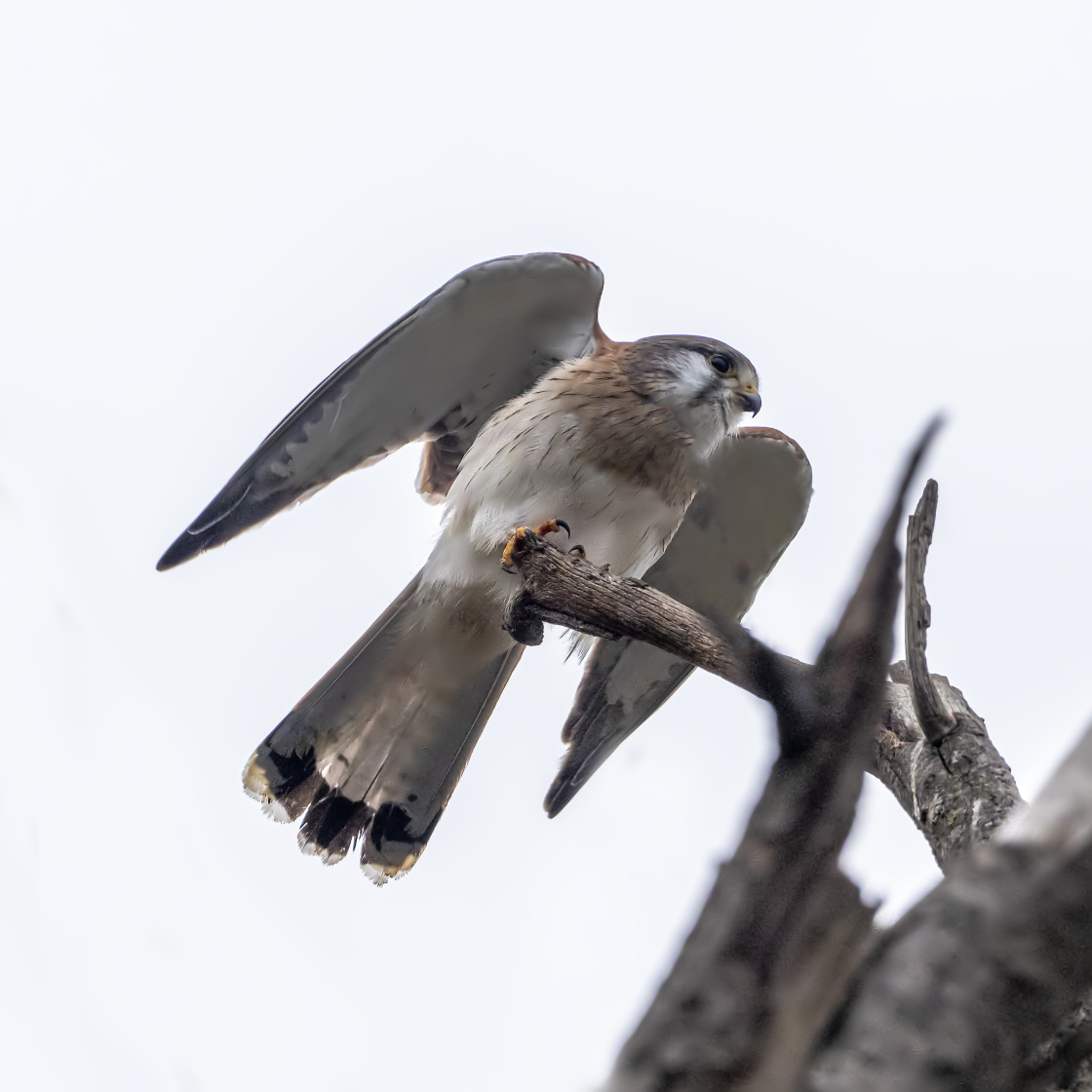 "Nankeen Kestrel" stock image