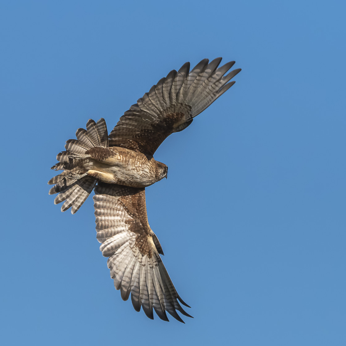 "Brown Falcon in flight" stock image