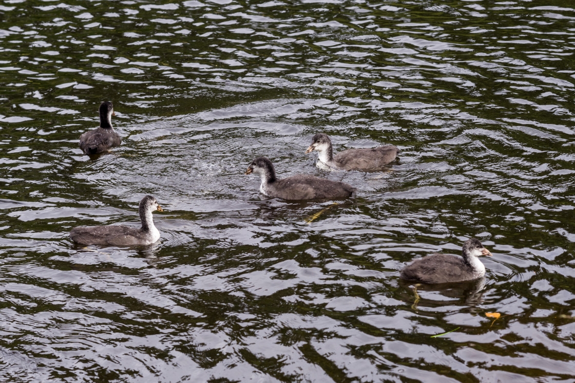 "Juvenile Coots" by Gordon England - $12.57 "Juvenile Coots" stock image