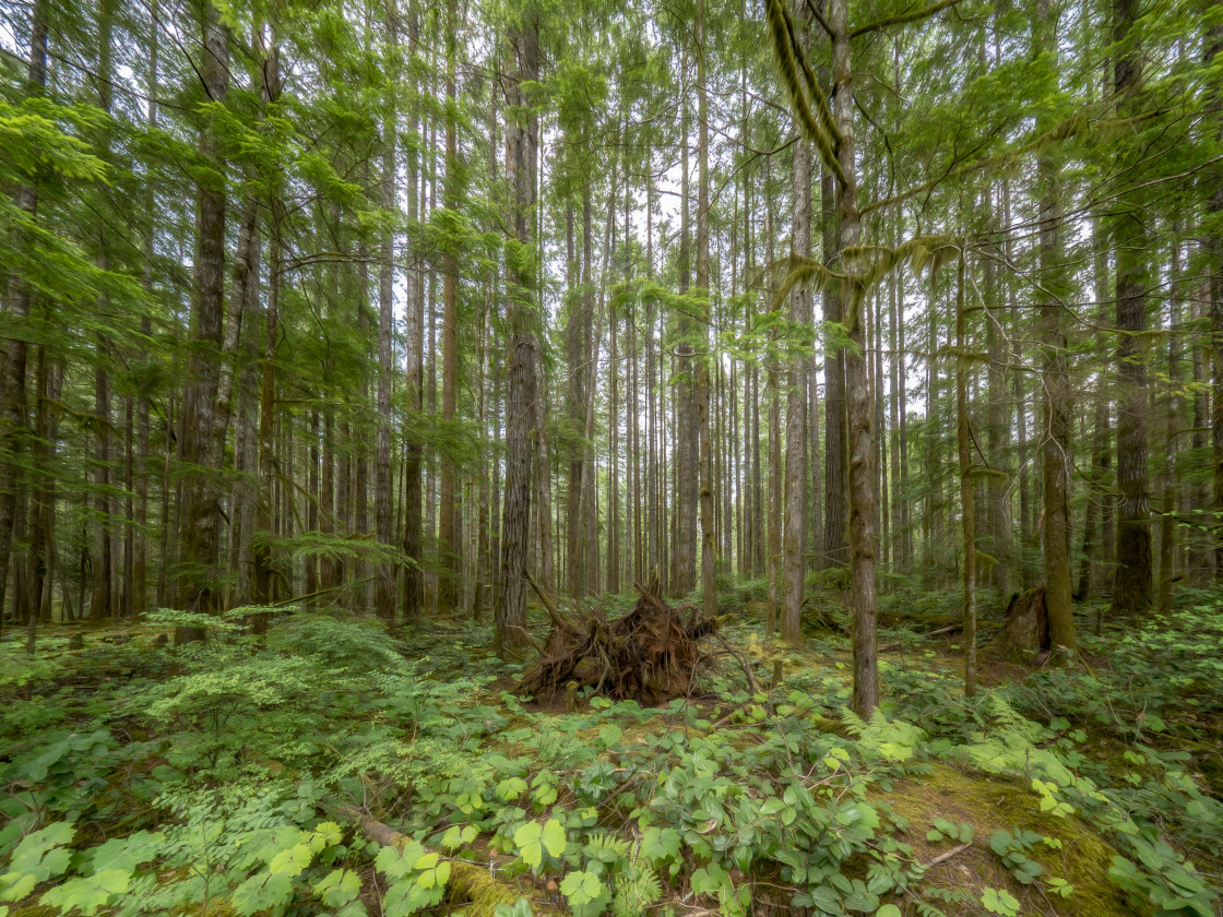 "Forest Walk" stock image