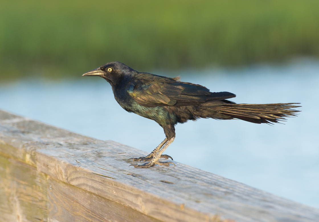 "Common grackle" stock image