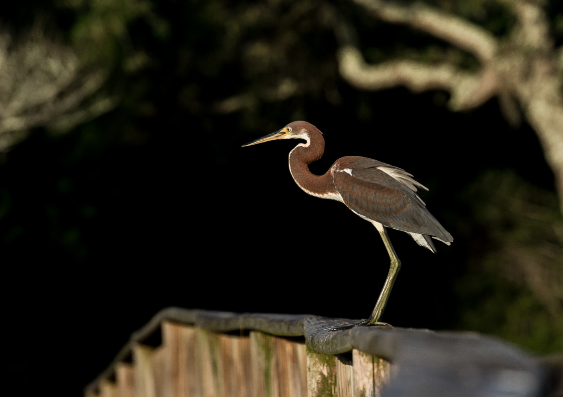 "Tri-color heron" stock image