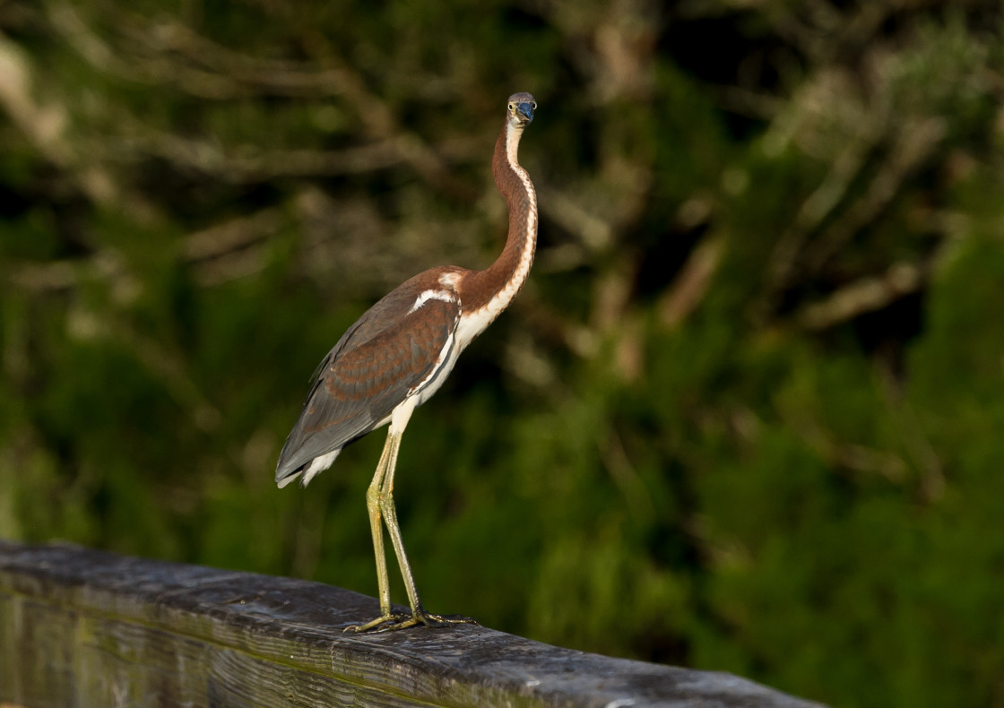 "Tri-color heron" stock image