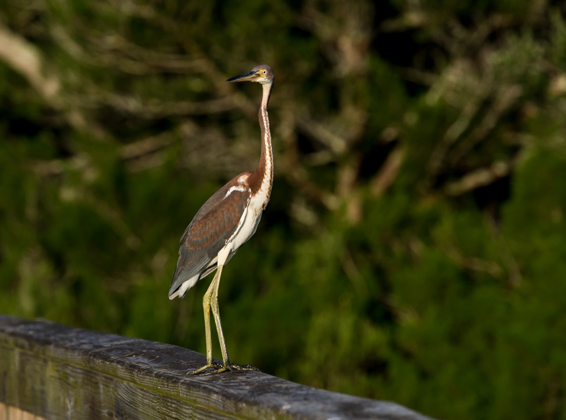 "Tri-color heron" stock image