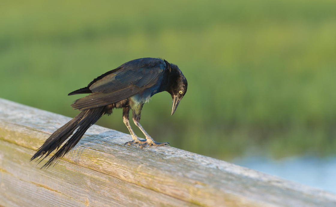 "Common grackle" stock image