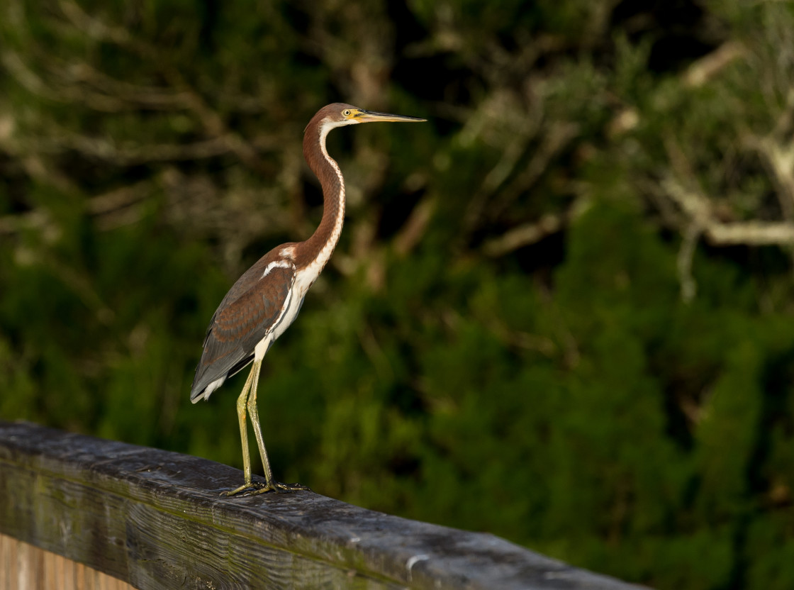 "Tri-color heron" stock image