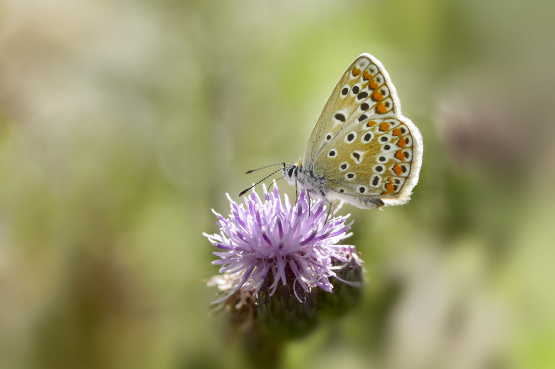 "Common blue butterfly - Belgium" stock image