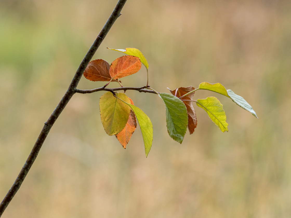 "Changing Colours" stock image