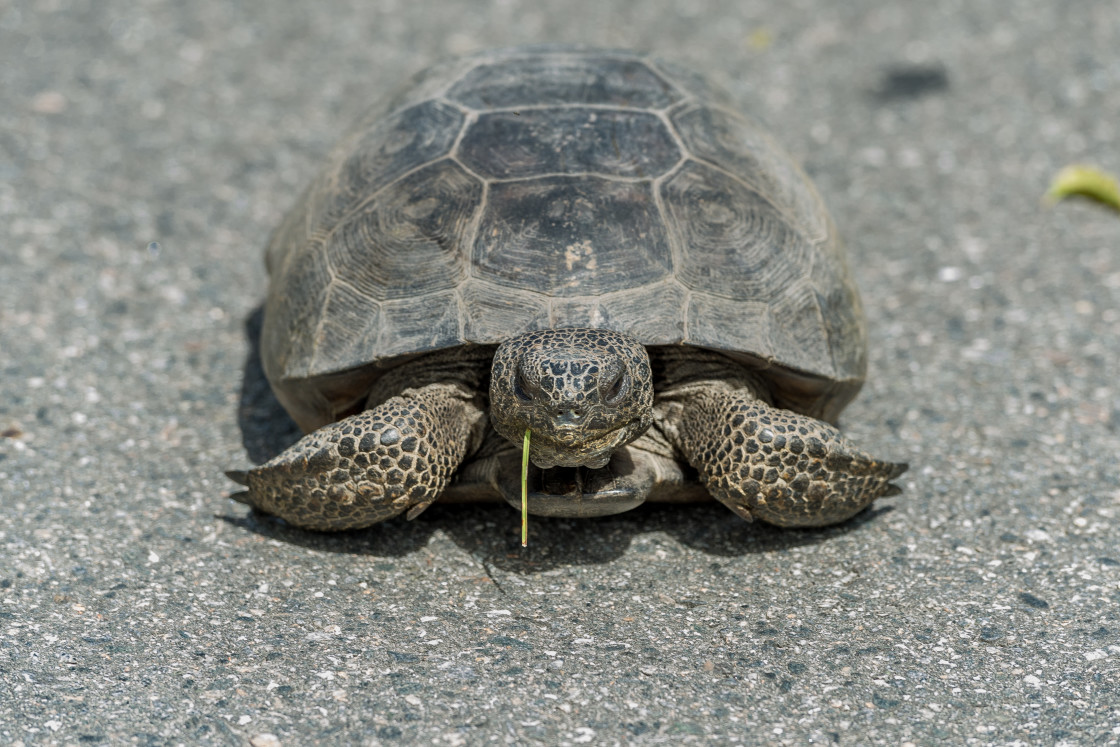 "Gopher tortoise eating a grass blade" stock image