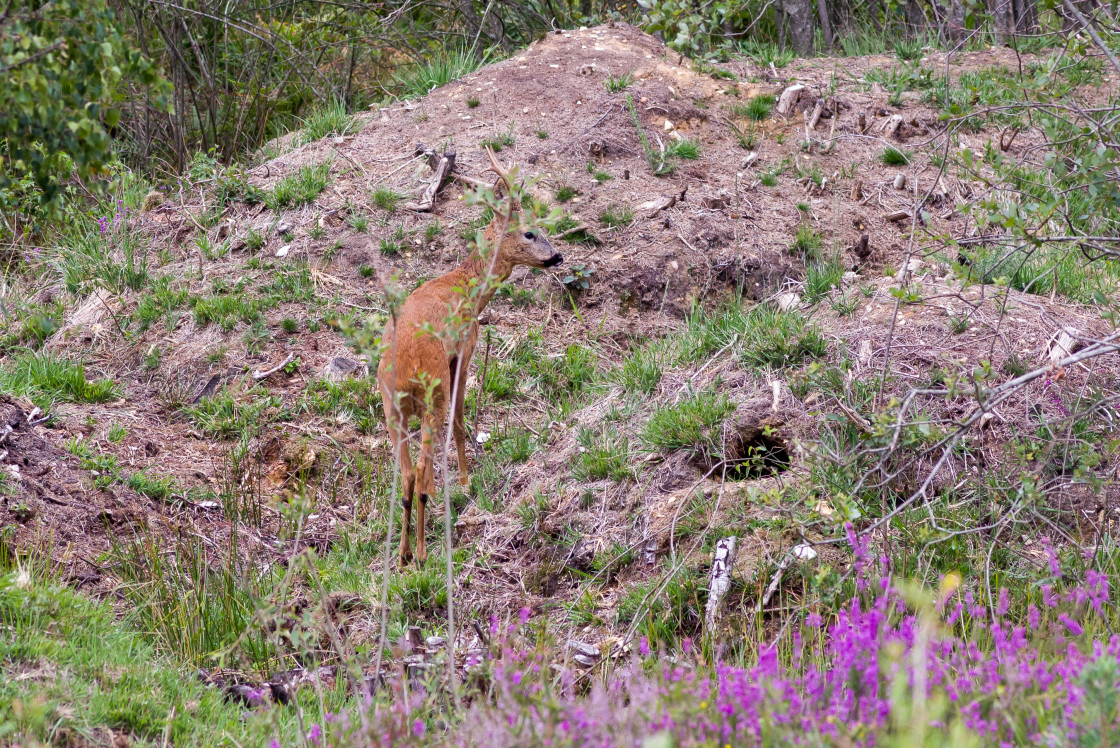 "Roebuck" stock image