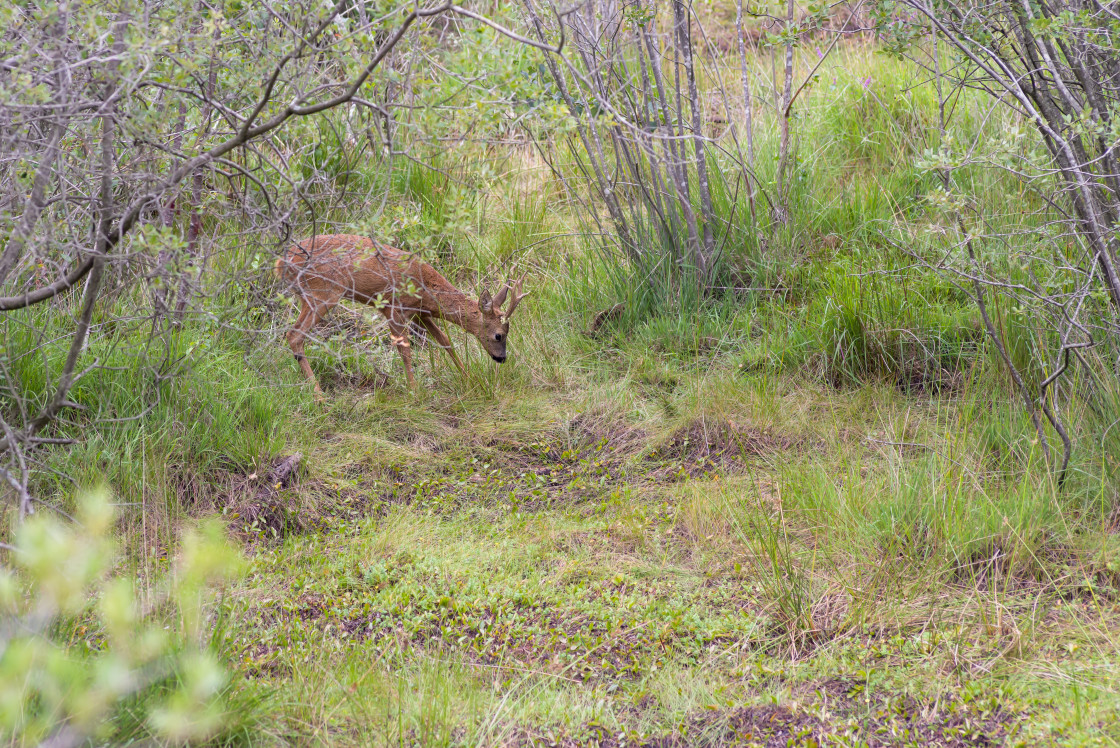 "Roebuck" stock image