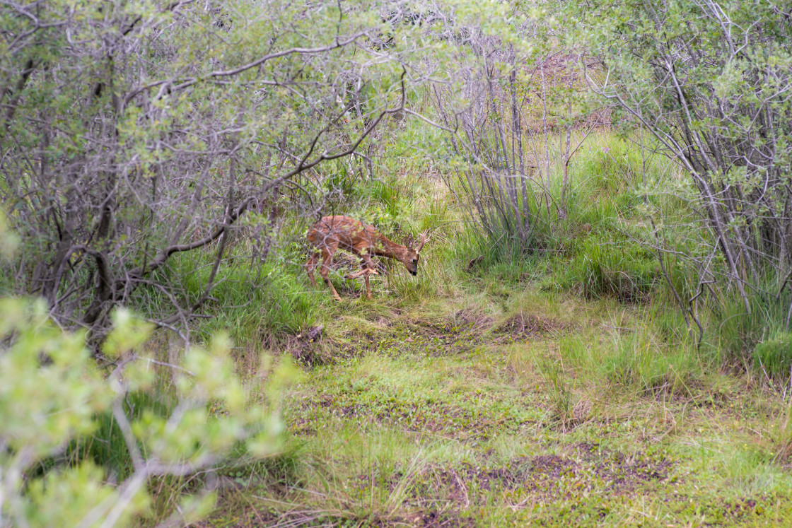 "Roebuck" by Gordon England - $12.65 "Roebuck" stock image