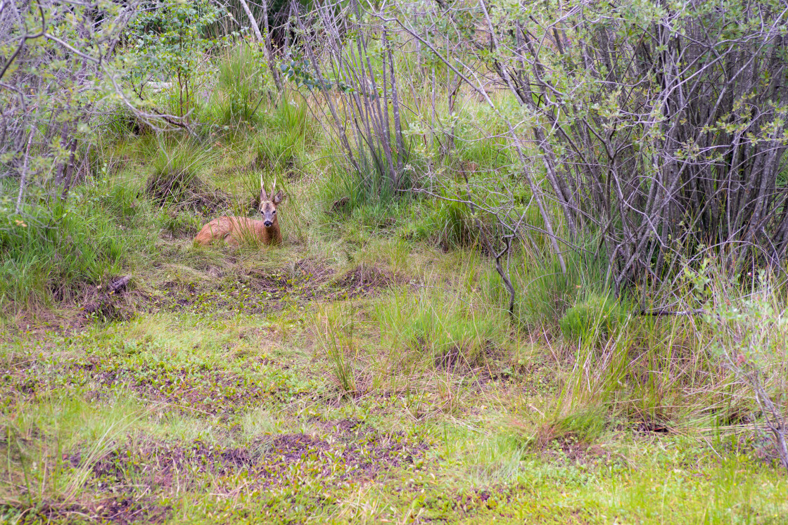 "Roebuck" by Gordon England - $12.65 "Roebuck" stock image