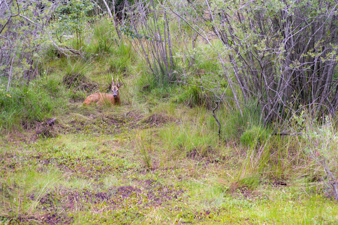 "Roebuck" stock image