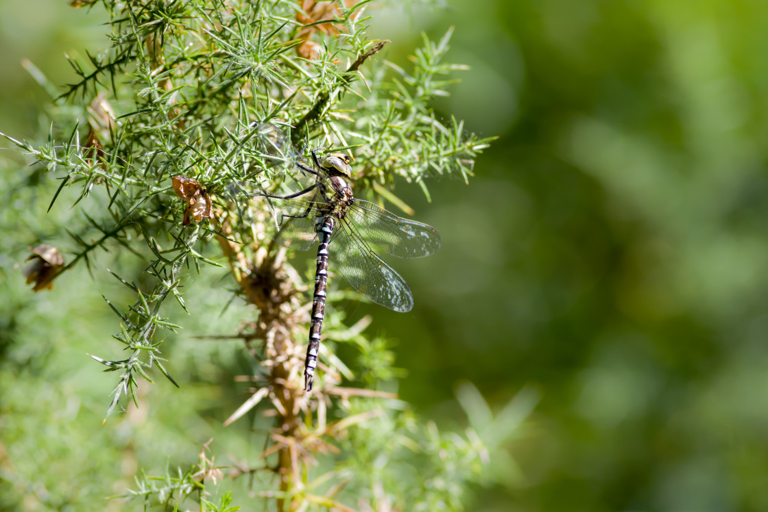 "Southern Hawker Dragonfly" by Gordon England - $12.55 "Southern Hawker Dragonfly" stock image