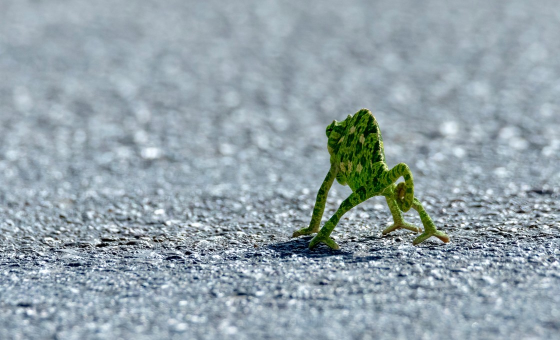 "Funny looking chameleon!" stock image