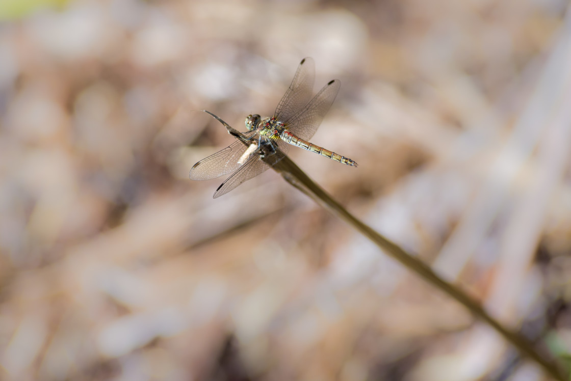 "Common Darter Dragonfly" by Gordon England - $12.09 "Common Darter Dragonfly" stock image