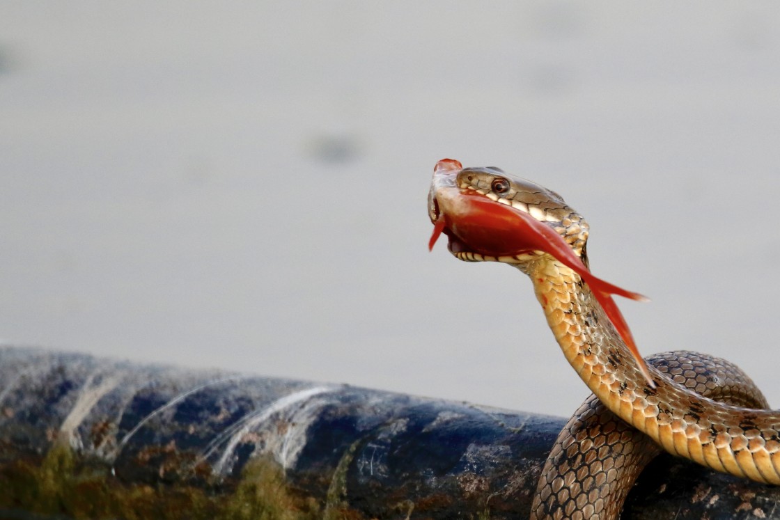 "Water snake and the goldfish.." stock image