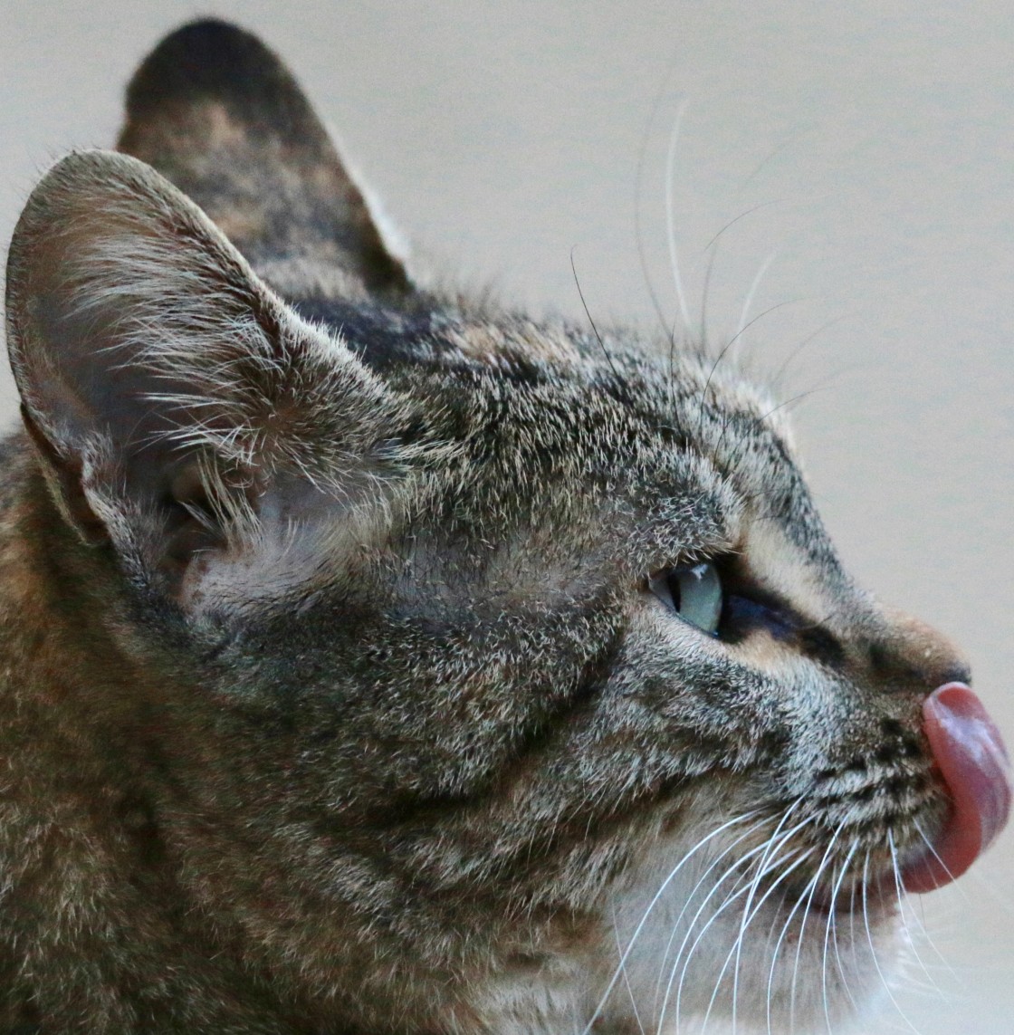 "Cat licking.." stock image