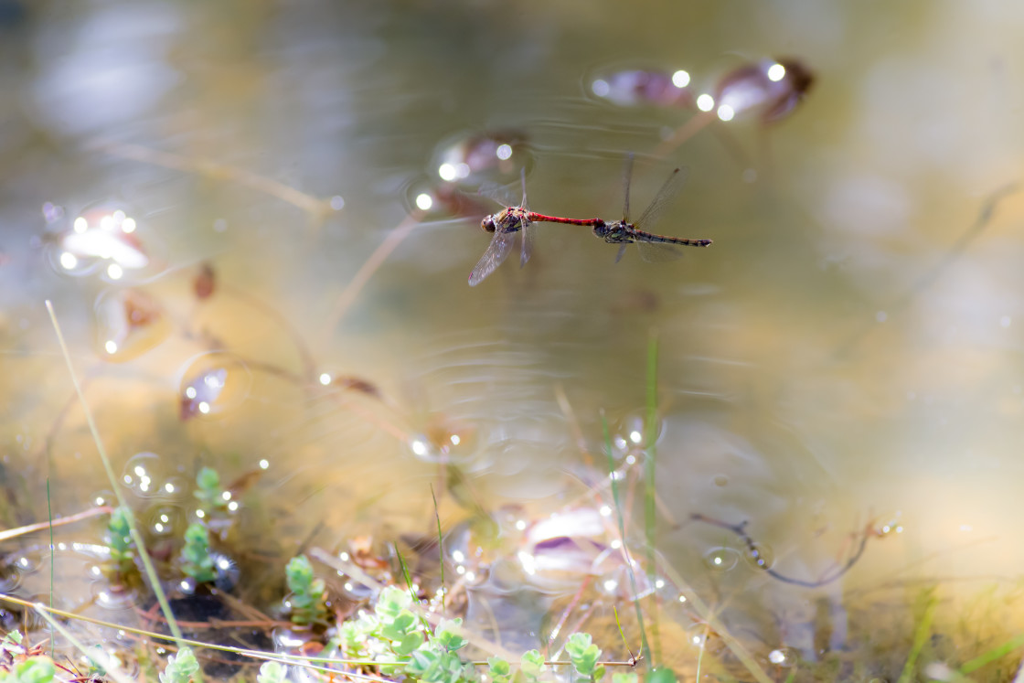 "Common Darter Dragonfly Tandem" by Gordon England - $12.65 "Common Darter Dragonfly Tandem" stock image