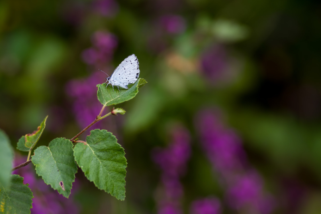 "Holly Blue Butterfly" by Gordon England - $12.62 "Holly Blue Butterfly" stock image