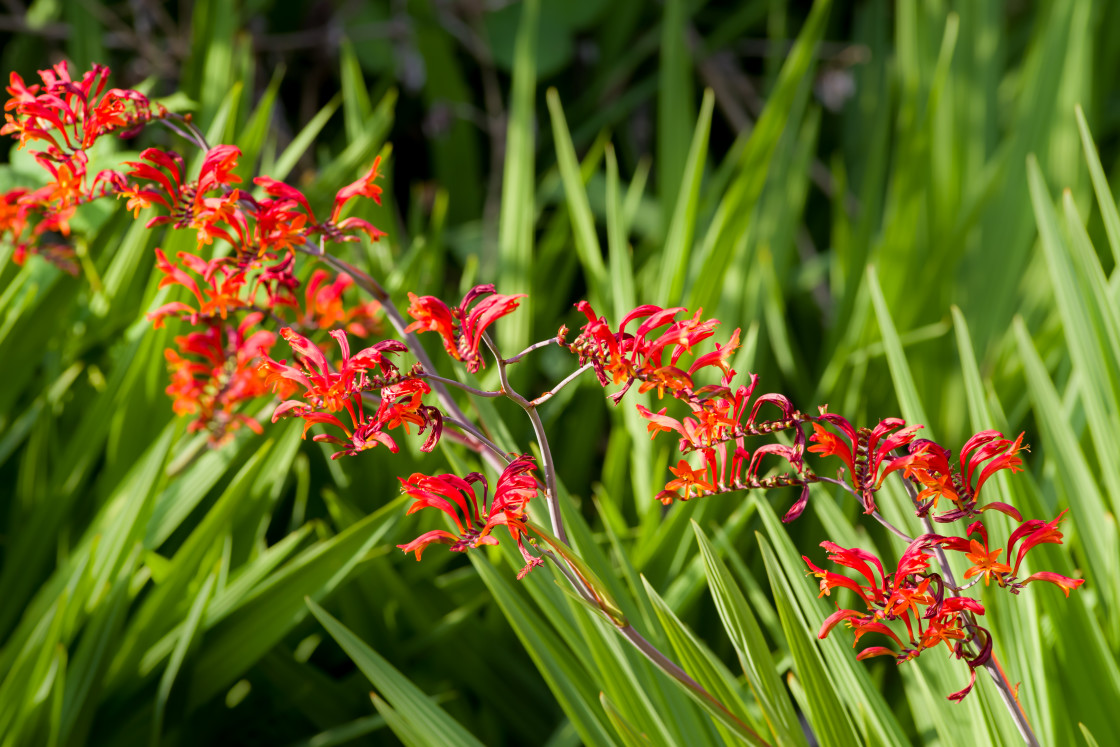 "Montbretia Flowers" by Gordon England - $12.55 "Montbretia Flowers" stock image
