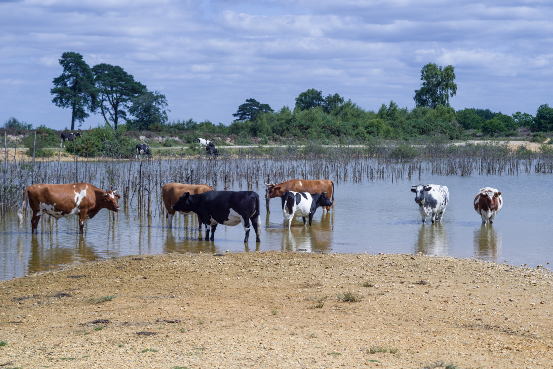 "Caesar's Camp Cattle Chilling" by Gordon England - $12.55 "Caesar's Camp Cattle Chilling" stock image