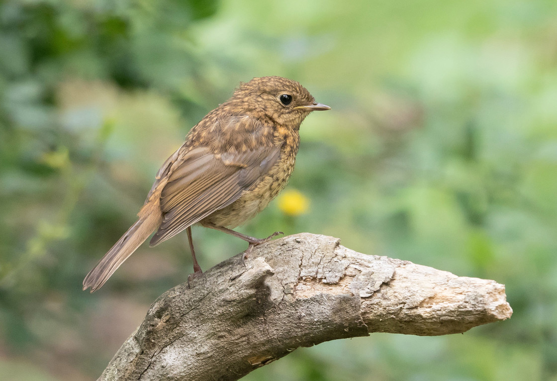 "Juvenile Robin" stock image