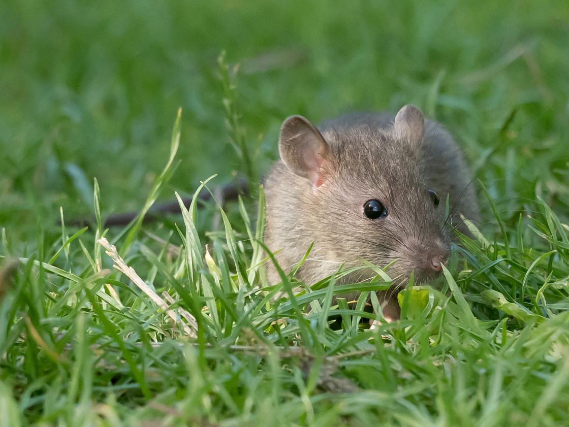 "Juvenile Rat" stock image