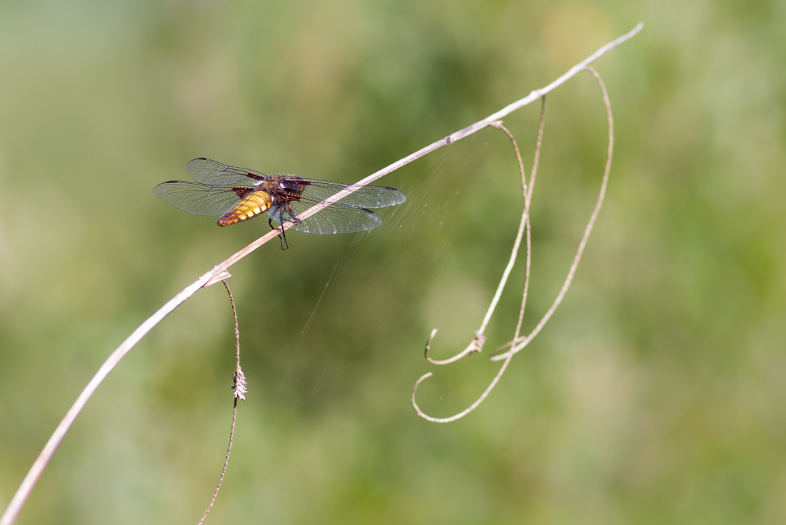 "Broad-bodied chaser" by Gordon England - $12.09 "Broad-bodied chaser" stock image