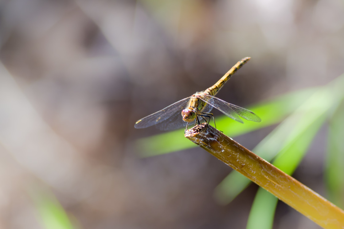 "Common Darter Dragonfly" by Gordon England - $12.71 "Common Darter Dragonfly" stock image