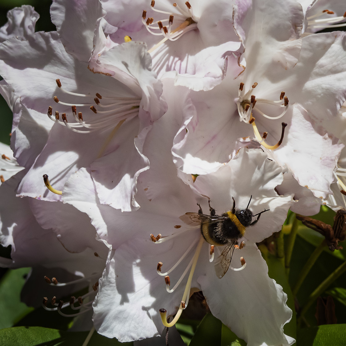 "Bumblebee on Rhododendron" stock image