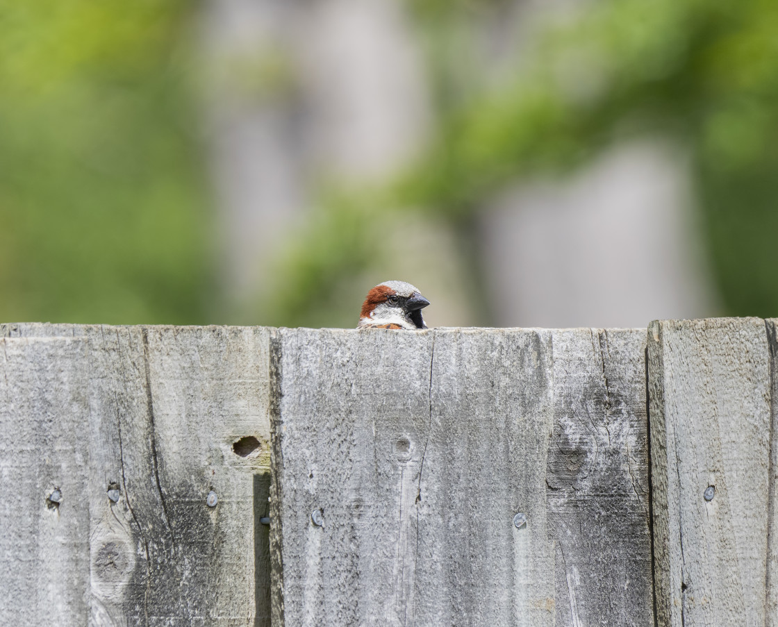 "Peek-a-boo!" stock image