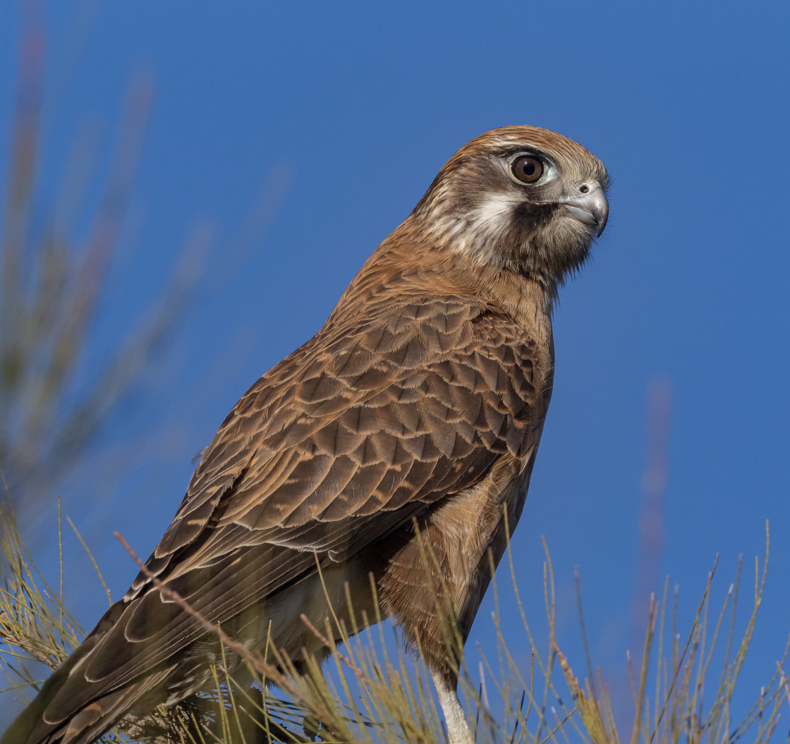 "Brown Falcon#4" stock image