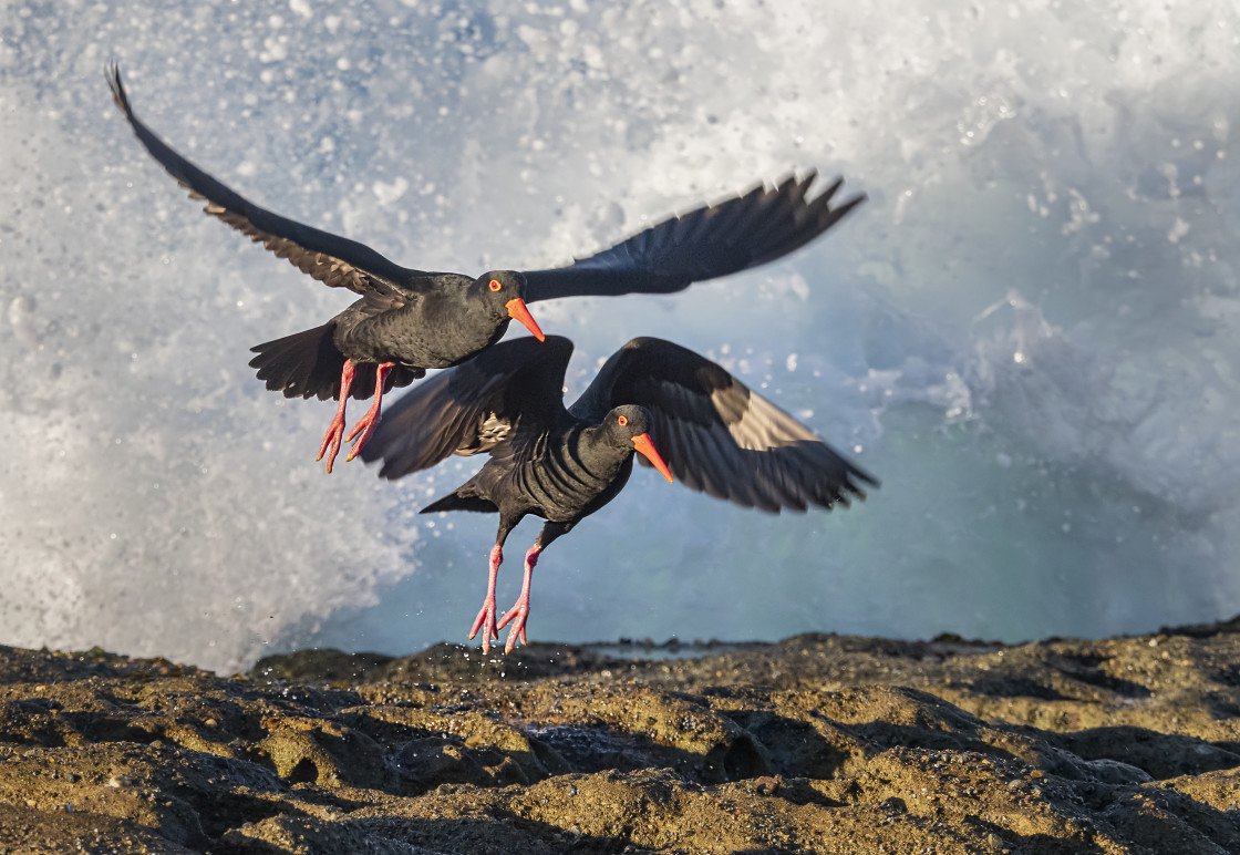 "Sooty Oyster Catcher #3" stock image