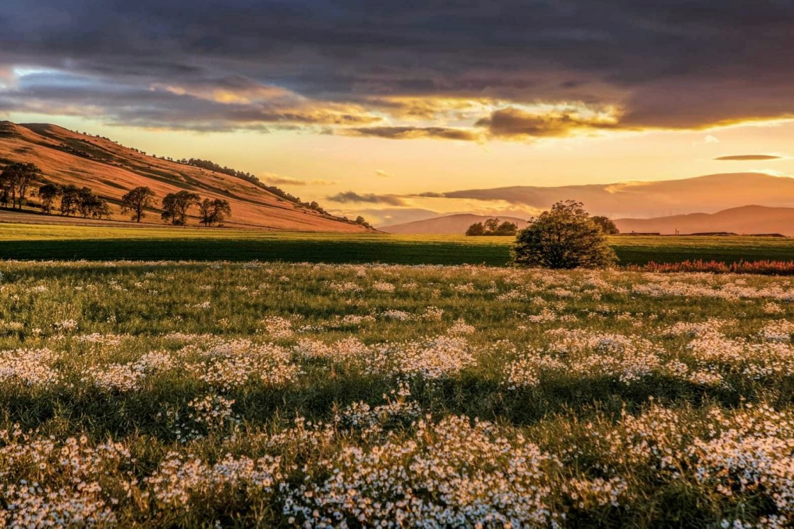 "Wild Daisy Field At Sunset" stock image