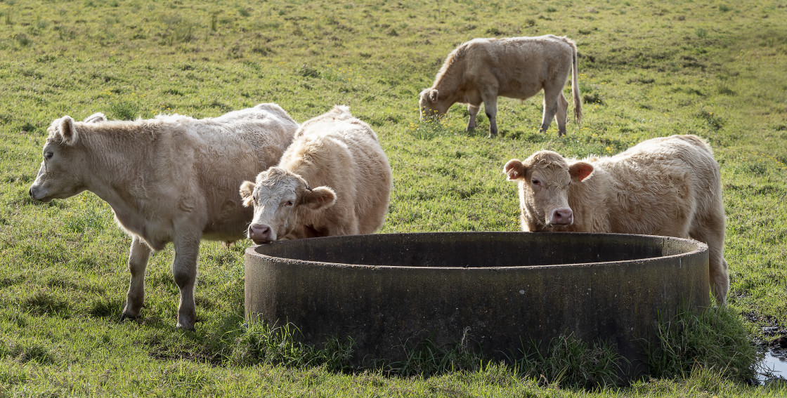 "Cows at Trough" stock image