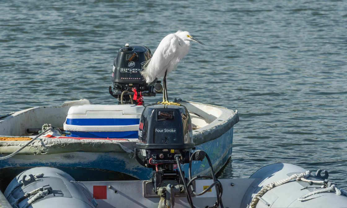 "Egret perched on an outboard" stock image