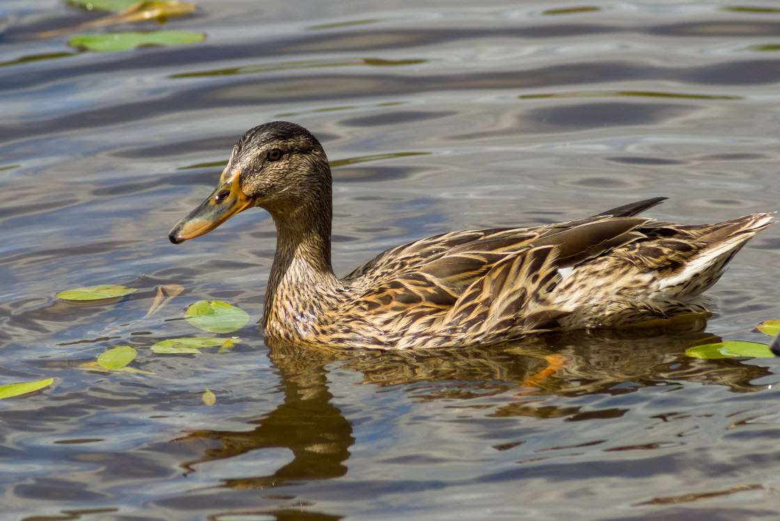 "Mallard Duck" by Gordon England - $12.71 "Mallard Duck" stock image